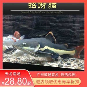 紅龍魚有名的漁場是哪里（揭秘紅龍魚十大漁場排名）