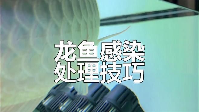 如何判斷龍魚是否需要使用土霉素？