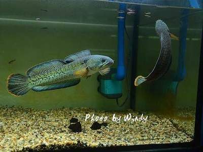 龍魚在下層不動：龍魚在底部不動是怎么回事 龍魚在下層不動：龍魚在底部不動是怎么回事 龍魚百科 第1張