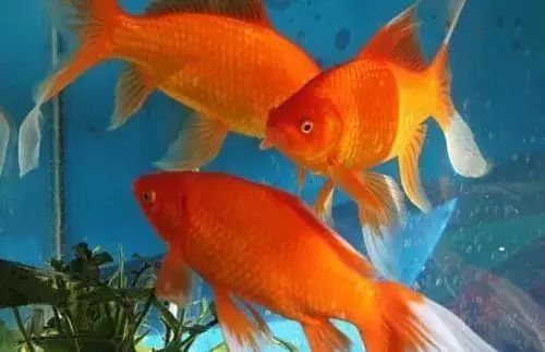 龍魚和金魚哪個好養活