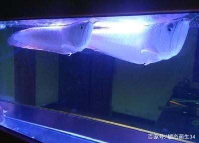 紅龍魚銀龍魚混養好不好（銀龍魚和紅龍魚可以混養嗎？）