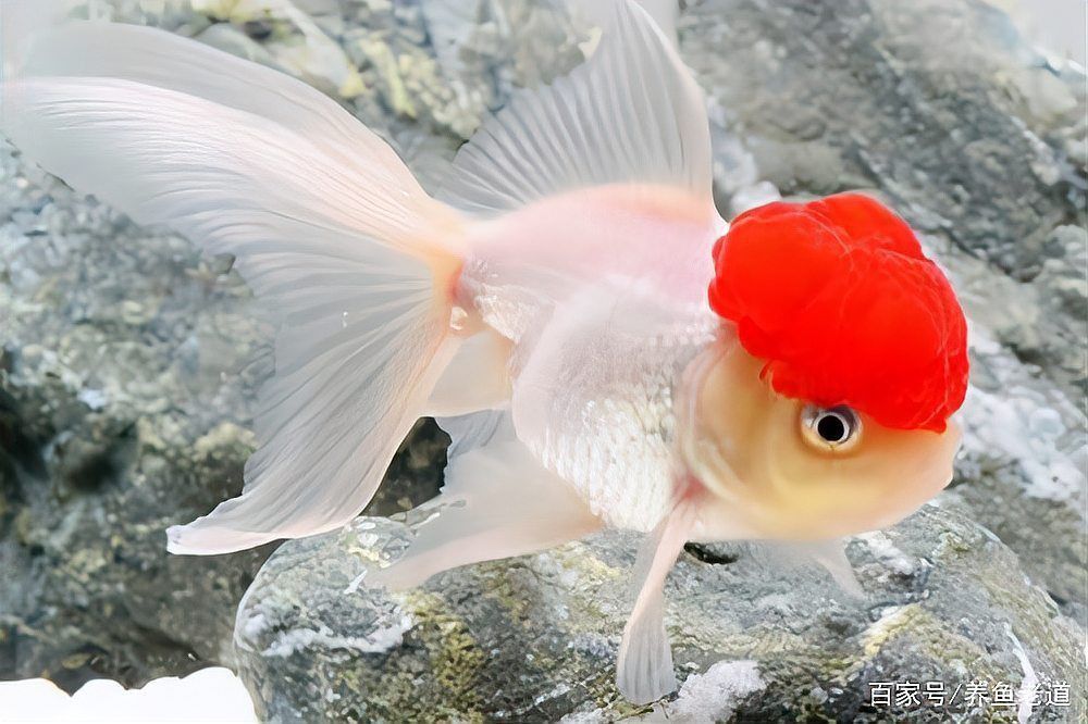 孔雀魚是風水魚嗎