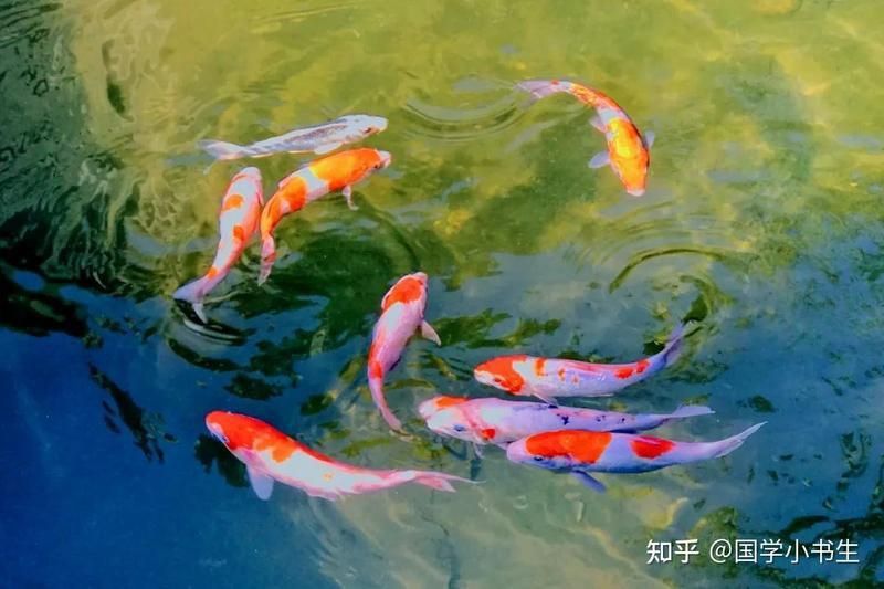 孔雀魚是風水魚嗎