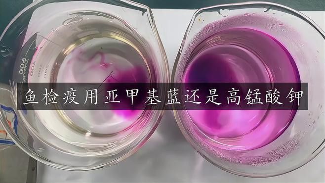如何預(yù)防銀龍魚凸眼病的發(fā)生？ 如何預(yù)防銀龍魚凸眼病的發(fā)生？ 龍魚百科 第14張
