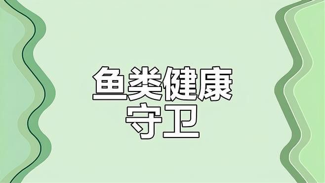如何預(yù)防銀龍魚凸眼病的發(fā)生？ 如何預(yù)防銀龍魚凸眼病的發(fā)生？ 龍魚百科 第15張