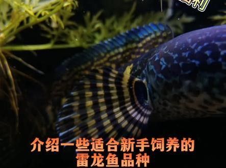 雷龍魚怎么養