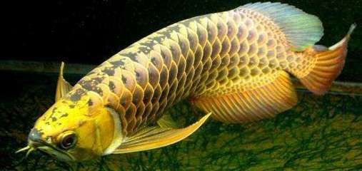 金龍魚一般有多長(zhǎng)時(shí)間換水：金龍魚一般多長(zhǎng)時(shí)間換水 金龍魚一般有多長(zhǎng)時(shí)間換水：金龍魚一般多長(zhǎng)時(shí)間換水 龍魚百科 第3張
