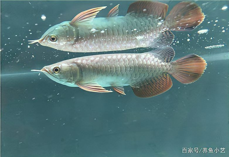 龍魚體外細菌最怕三個東西