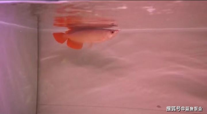 龍魚的歷史：龍魚歷史的詳細(xì)信息，龍魚的歷史可以追溯到16世紀(jì)的中國(guó)