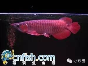 龍魚的歷史：龍魚歷史的詳細(xì)信息，龍魚的歷史可以追溯到16世紀(jì)的中國