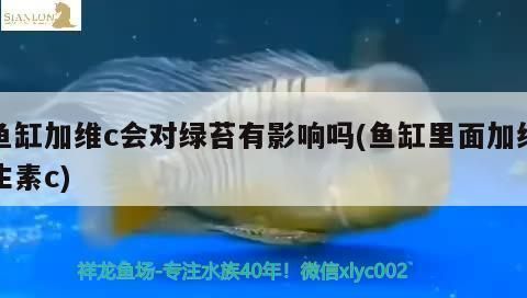 龍魚熱帶魚生物液可以放錦鯉：龍魚和熱帶魚生物液可以一起養(yǎng)殖但要注意水溫、酸堿度和過濾系統(tǒng)等方面的問題