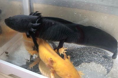 龍魚被咬并且表現出不愿意進食的行為時，可能是由于多種原因引起的：龍魚被咬并且表現出不愿意進食的行為時，可能是多種原因引起的