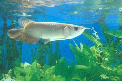 龍魚(yú)的飼養(yǎng)溫度和注意事項(xiàng)：龍魚(yú)腸炎土霉素使用方法