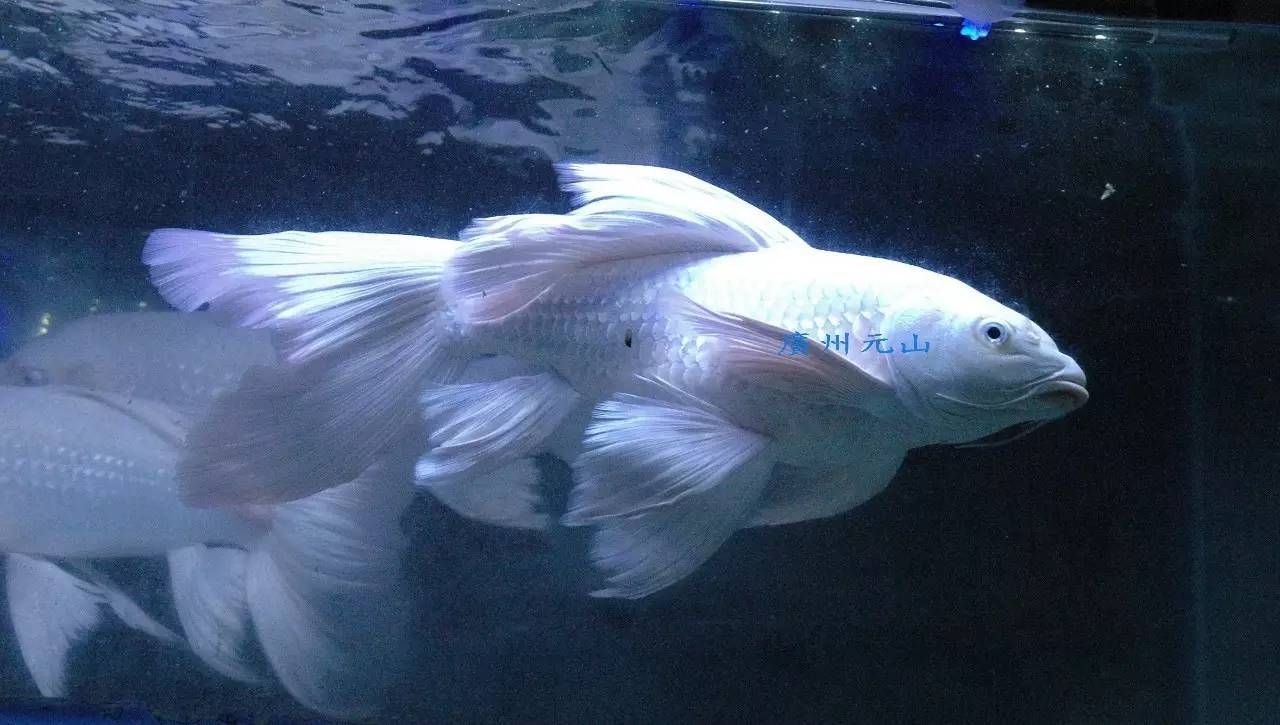龍魚鰭尾如何拉大（增大龍魚鰭尾的方法） 龍魚鰭尾如何拉大（增大龍魚鰭尾的方法） 龍魚百科 第1張