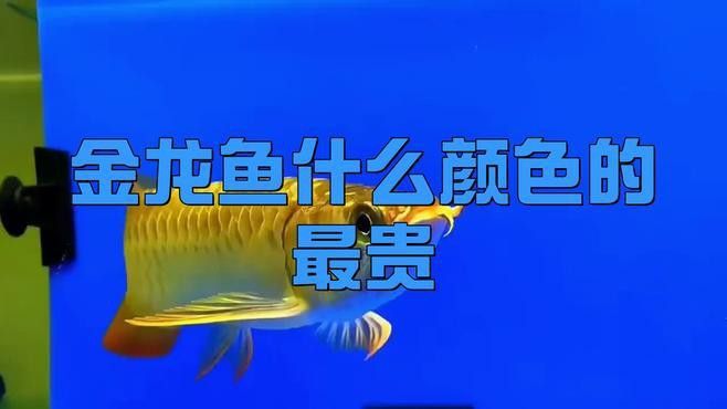金龍魚(yú)品牌排行榜前十名：十大金龍魚(yú)排行，揭秘最受歡迎的品種與飼養(yǎng)技巧