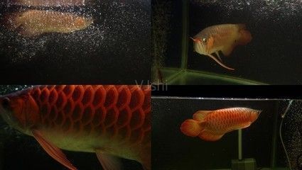 金龍魚眼睛紅了怎么回事（金龍魚眼睛紅了可能是由于多種原因引起的，可能是正常生理現象） 金龍魚眼睛紅了怎么回事（金龍魚眼睛紅了可能是由于多種原因引起的，可能是正常生理現象） 龍魚百科 第3張