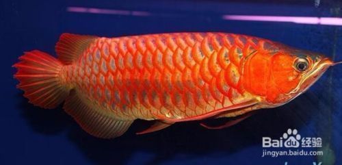 小龍魚兜嘴治得好嗎?:小龍魚兜嘴怎么治療 龍魚百科 第2張 小龍魚兜嘴治得好嗎?:小龍魚兜嘴怎么治療 小龍魚兜嘴治得好嗎?:小龍魚兜嘴怎么治療 龍魚百科 第2張