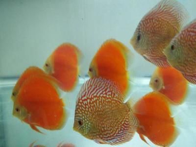 龍魚(yú)滿缸快速不停游動(dòng)正常嗎 龍魚(yú)滿缸快速不停游動(dòng)正常嗎 龍魚(yú)百科 第3張