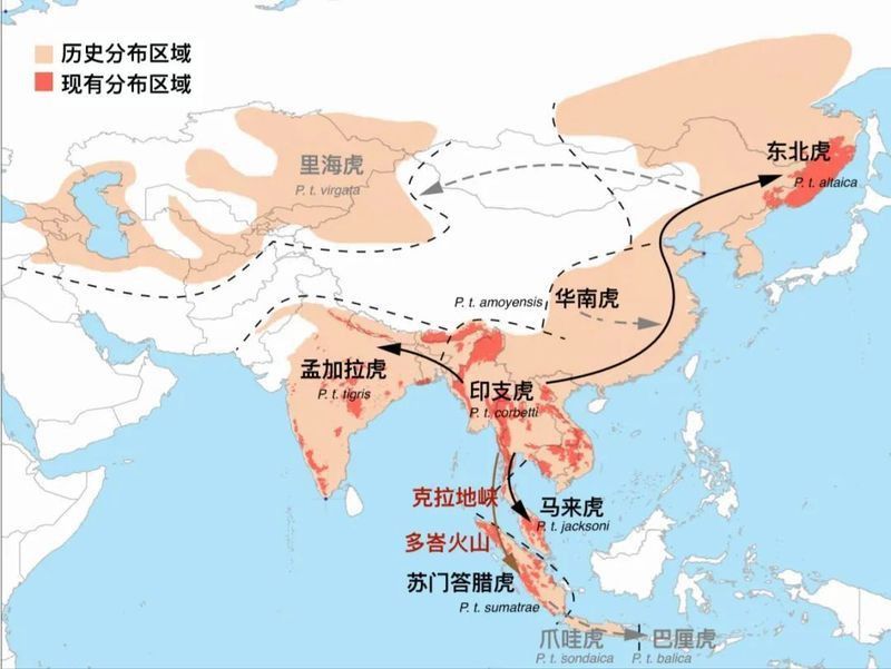 老虎的歷史