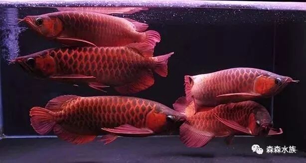龍魚混養(yǎng)經(jīng)驗匯總