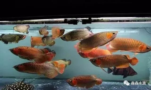 龍魚混養(yǎng)經(jīng)驗匯總