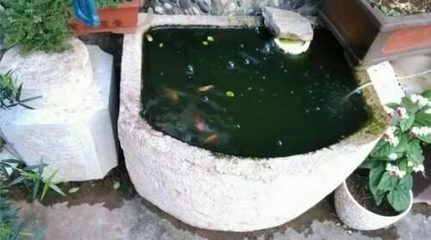 龍魚內寄和外寄表現：龍魚內寄和外寄的一些表現