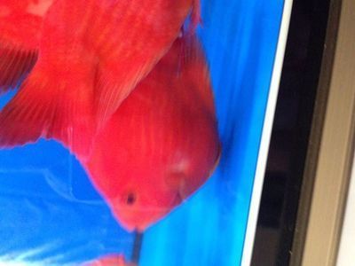 龍魚內寄和外寄表現：龍魚內寄和外寄的一些表現