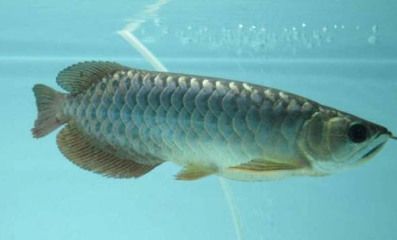 金龍魚多大的缸最合適：金龍魚最適合的魚缸大小