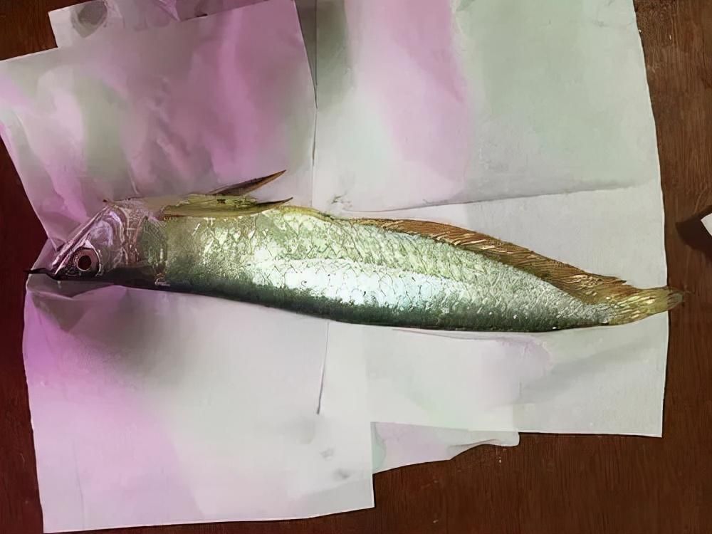 龍魚吃蝦的好處：紅龍魚吃蝦的好處 龍魚吃蝦的好處：紅龍魚吃蝦的好處 龍魚百科 第1張