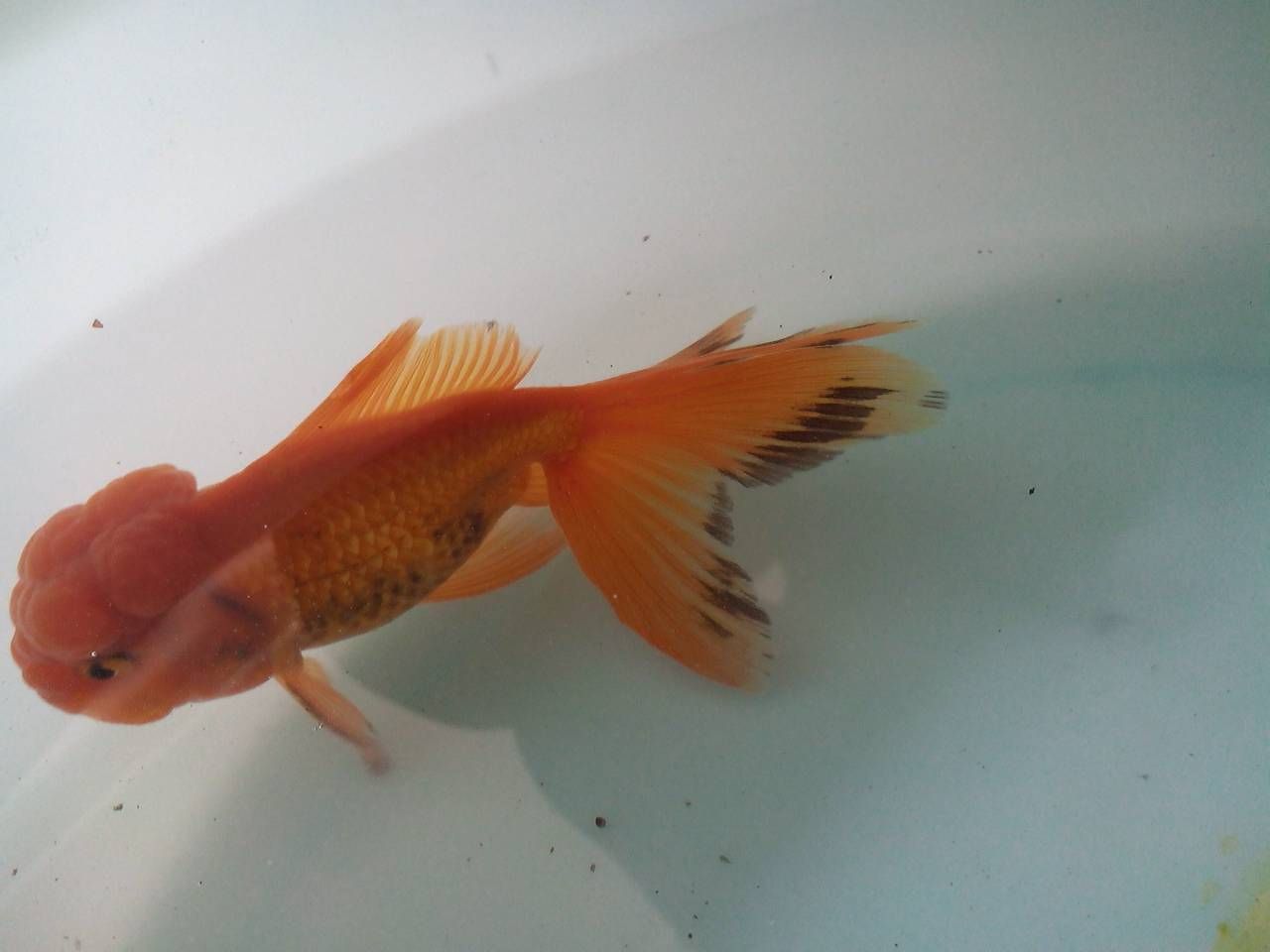 金龍魚鰭發黑【金龍魚鰭】