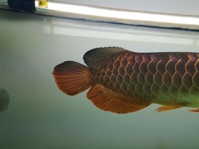 金龍魚鰭發黑【金龍魚鰭】