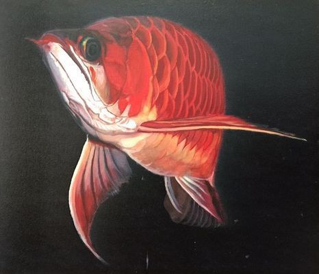 紅龍魚怎么畫小的好看又簡單（紅龍魚彩鉛畫技巧分享,）