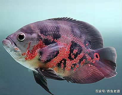 銀龍魚和鸚鵡魚哪個更適合新手？
