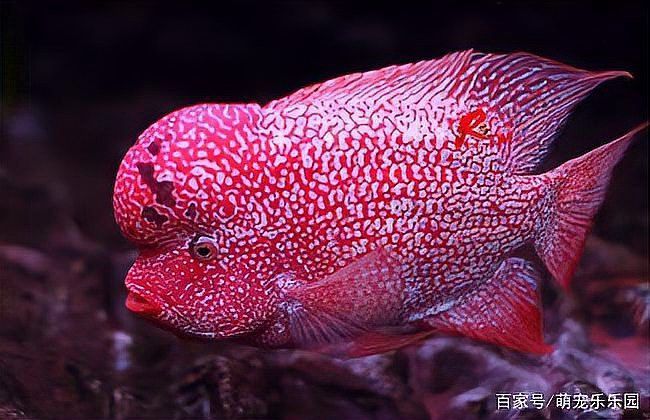 銀龍魚和鸚鵡魚哪個更適合新手？