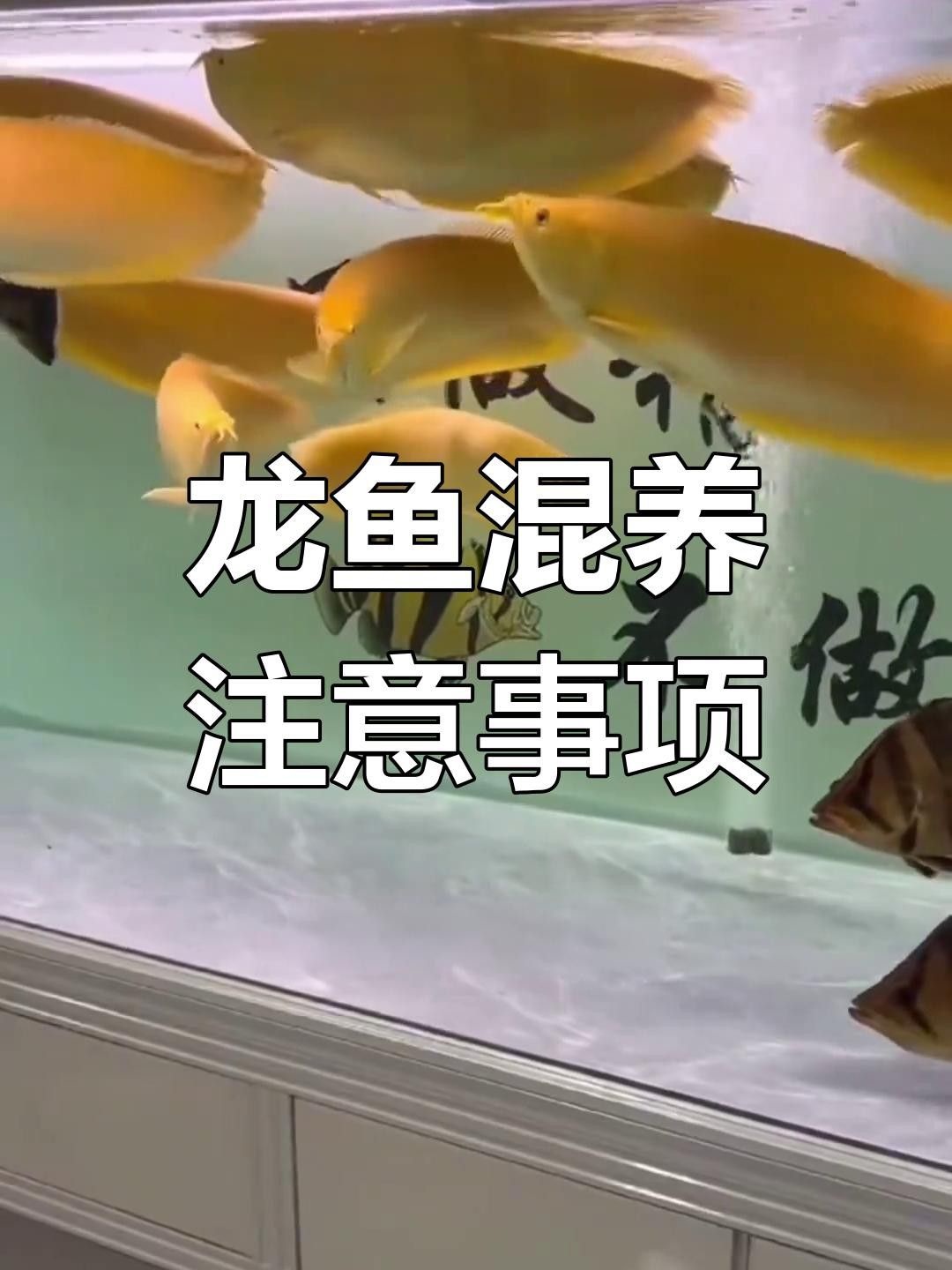 銀龍魚和鸚鵡魚哪個更適合新手？