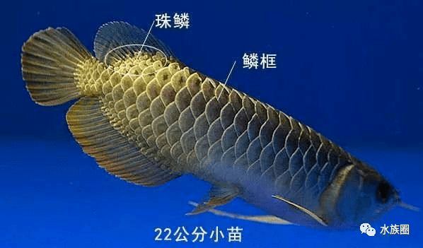 龍魚品相圖解大全，品龍魚品相圖解大全
