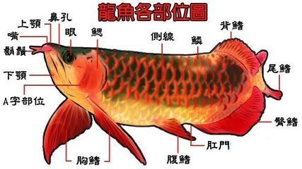 龍魚品相圖解大全，品龍魚品相圖解大全