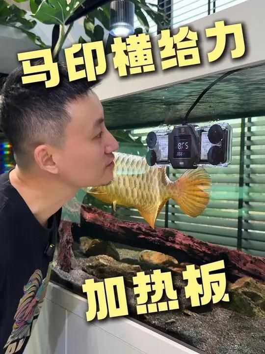 馬印水族最值得買的三個(gè)地方 馬印水族最值得買的三個(gè)地方 龍魚百科 第3張