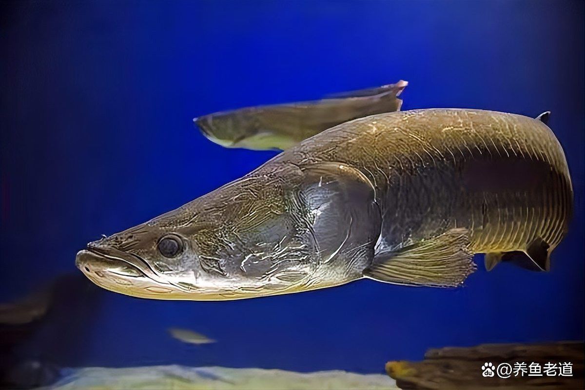 招財(cái)貓魚和龍魚哪個(gè)厲害些