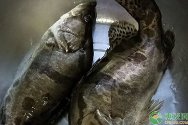 好養的龍魚品種排名（好養的龍魚品種）