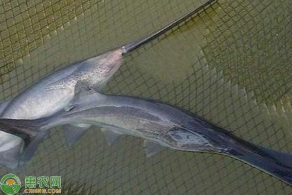 好養的龍魚品種排名（好養的龍魚品種）