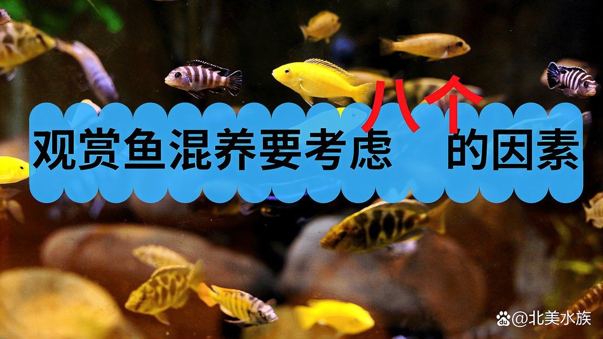 混養(yǎng)時(shí)如何保持水質(zhì)穩(wěn)定？