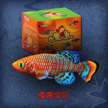 其他水族品牌批發：你正在尋找其他水族品牌批發以及貨源基地的信息 其他水族品牌批發：你正在尋找其他水族品牌批發以及貨源基地的信息 龍魚百科 第2張