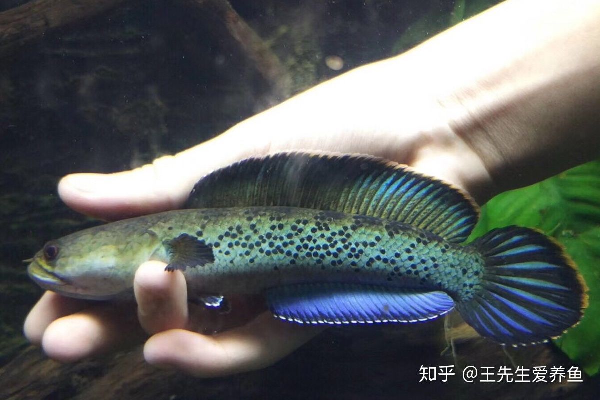 奶茶雷龍魚養兩條可以嗎怎么養：養兩條奶茶雷龍魚可行嗎