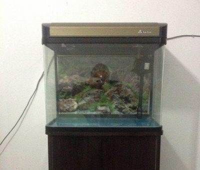 紅龍魚視頻高清喂食大全圖片下載軟件（紅龍魚視頻高清喂食大全圖片下載軟件）