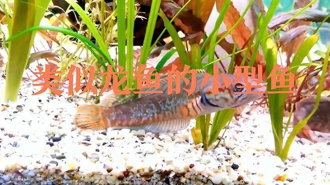 雷龍魚和龍魚區別在哪里