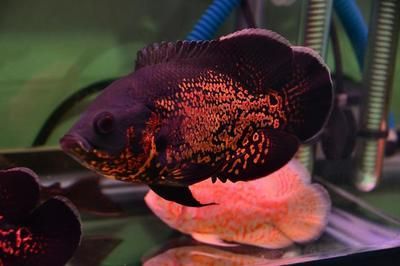金龍魚怎樣養上色快一點視頻教程：金龍魚怎樣養上色快一點？科學飼養技巧分享