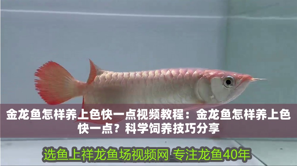 金龍魚怎樣養上色快一點視頻教程：金龍魚怎樣養上色快一點？科學飼養技巧分享