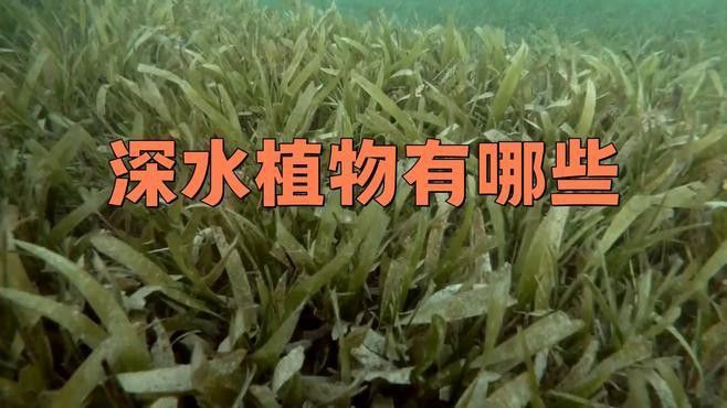 哪些植物適合深水區種植？ 哪些植物適合深水區種植？ 龍魚百科 第2張