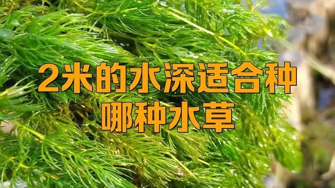 哪些植物適合深水區種植？ 哪些植物適合深水區種植？ 龍魚百科 第1張